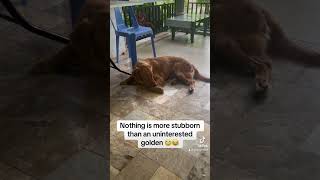 My unreciprocated love 😂😂 retriever dogprank goldenretriever goldenretrieverpuppy [upl. by Toft]