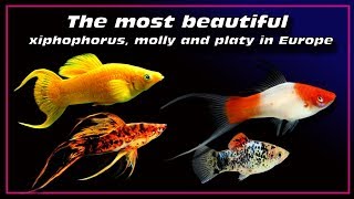 the most beautiful xiphophorus fish  molly and platy in Europe ✔ [upl. by Resarf]