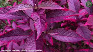 Alternanthera Brasiliana L Kuntze quotBrazilian Red Hotsquot  Ornamental Plants  🇵🇦 Panama [upl. by Rainger204]