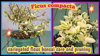 Variegated ficusFicus compacta bonsai care and pruning bonsaicare  Baghwani695 [upl. by Sokram]