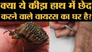 हाथ बरबाद करने वाला killer insect सच या झूठ  The Lallantop [upl. by Nahtiek]