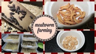 Mealworm Farming Setup  How to Breed Mealworms [upl. by Milburn243]