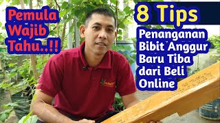 8 Tips Cara Tepat Penanganan Bibit Tanaman Anggur yang Baru Tiba dari Beli Online [upl. by Powder535]