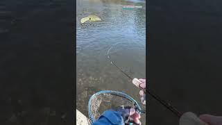 【AREA TROUT FISHING】 2024Part285 [upl. by Darryn]