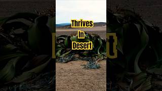 Welwitschia Mirabilis lives up to 2k years nature plants shorts youtubeshorts [upl. by Eyma718]