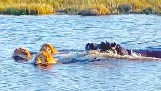 HIPPO ATTACKS 3 LIONS CROSSING THE RIVER [upl. by Ed]