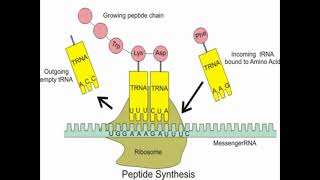 DNA Translation Steps [upl. by Petes]