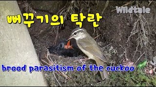 벙어리뻐꾸기의 탁란 brood parasitism of the cuckoo 자신의 둥지를 짓지 않고 남의 둥지에 알을 낳는 둥지 도둑 벙어리뻐꾸기 [upl. by Lindholm]