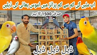 بہت کم ریٹ ہو گئے 1500 روپے کا پیر اموس بھائی کی ڈیل میں ملے گا MultanPets [upl. by Chrisoula]