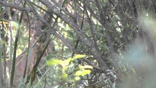 Mountain Lion Big Bend West Texas [upl. by Lauro]