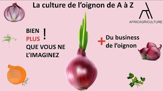 Réussir la culture de loignon de A à Z allant de la pépinière à la plantation [upl. by Griffin]