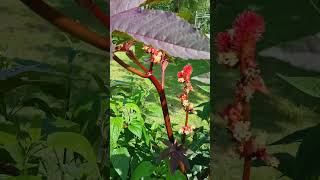 How to Grow Ricinus communis [upl. by Enia]