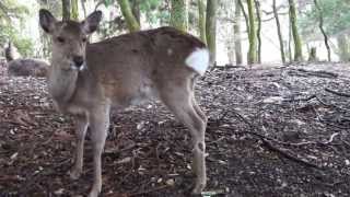 Deer screaming [upl. by Ansev923]