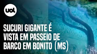 Sucuri de quase 6 metros é vista em passeio de barco em águas cristalinas em Bonito MS [upl. by Eckhardt]