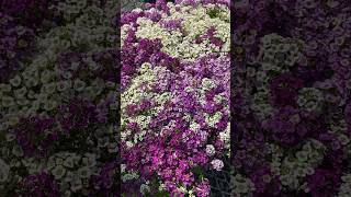 Lobularia maritima ‘Sweet Alyssum’ alyssum flowers moongarden [upl. by Annawal]