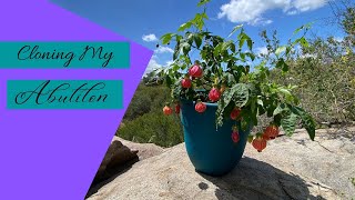 Cloning My Tiger Eye Abutilon  How to Propagate a Plant [upl. by Ittak]