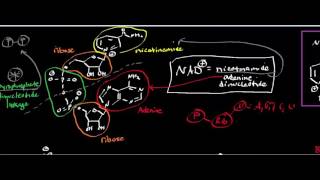 NAD Structure and Reduction of NAD to NADH [upl. by Rumilly]