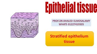 Stratified epithelium histology [upl. by Murdocca]