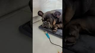 French bulldog falling asleep and snoring [upl. by Selia421]