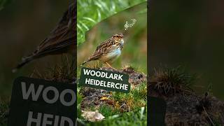 Woodlark Bird Singing 🌿🥰🎶🐦 [upl. by Chernow]