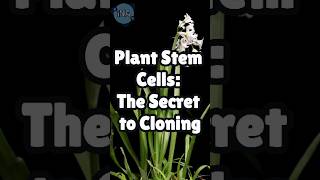 Plant Stem Cells The SECRET to Cloning [upl. by Nelra]