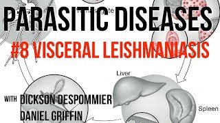 Parasitic Diseases Lectures 8 Visceral Leishmaniasis [upl. by Livvi885]