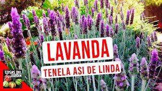 LAVANDA CUIDADOS RIEGO CULTIVO PODAR [upl. by Intruok]