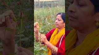 One of the technique in Rose cultivationDisbudding గులాబీRosefarming shortfeedtricksytshorts [upl. by Laszlo294]