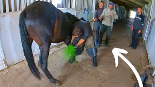 IMAGINE her RELIEF This horse COULDNT stand  Full horse hoof Cleaning [upl. by Yenolem]