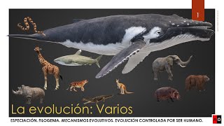 La evolución Especiación Filogenia Mecanismos evolutivos [upl. by Rheba383]