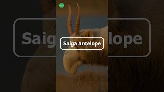 Saiga Antelope  Strange Animal You Wont Believe Exist documentary shorts wildlife ytshorts [upl. by Ynohtnakram]