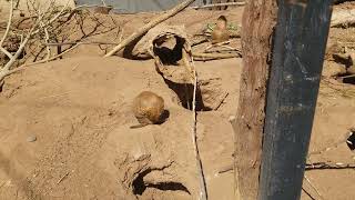 blacktailed prairie dogs at the zoo [upl. by Krishnah]