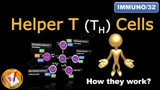 Helper T Cells TH1 cells TH2 cells TH17 cells TFH cells and Treg cells FLImmuno32 [upl. by Brady335]