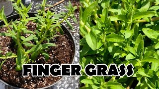 Creating New Plants  Propagating Finger Grass Cuttings [upl. by Myer]