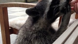 Fred the Friendly Raccoon  Part 10 [upl. by Tobie]