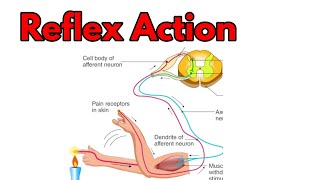 Reflex ArcReflex actionReflex action and Reflex arc in hindiReflex arc in hindiurduDr samcrest [upl. by Endres]