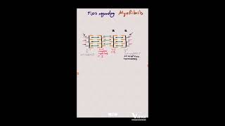 تركيب اللييفات العضلية Structure of Myofibrils  بيولوجي 3 ثانوي [upl. by Olav]