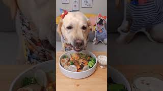 ASMR MUKBANG DOG EATING RAW FOODS COW KIDNEY WHALE RIBS asmr dog shorts [upl. by Bohs949]