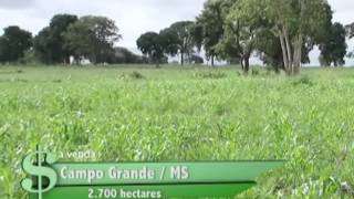 FAZENDA À VENDA EM CAMPO GRANDE  MS COM 2700 HECTARES [upl. by Guidotti310]