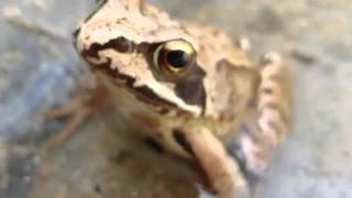 Bufo Rana Homeopathy Remedy [upl. by Anawek798]