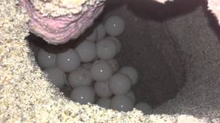 Sea Turtle Mother Laying Her Eggs Original [upl. by Laehcym]