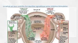 CYTOLOGIE Cellule cancereuse [upl. by Remde]