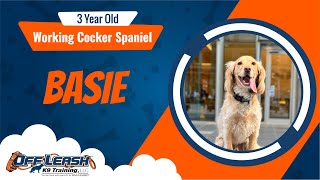 Best Working Cocker Spaniel Dog Training  Basie  Dog Training in London [upl. by Gereron]