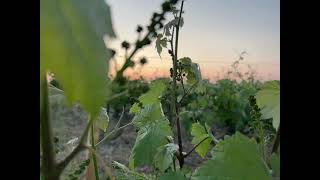 MAISON GAZEAUBALDI CHENIN ET PINEAU DAUNIS EN VALLEE DU LOIR [upl. by Hedda]