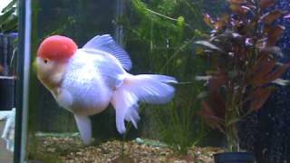 My Giant Red Cap Oranda [upl. by Painter]