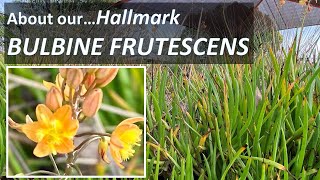 About BULBINE FRUTESCENS Hallmark or Tiny Tangerine Succulent identification care propagating [upl. by Sarette]