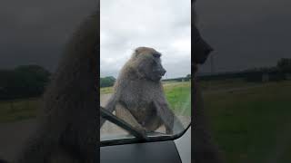 My sons first swear word amp baboon destroying my car 😯 nature funny funnyvideo funnyshorts fyp [upl. by Medorra]