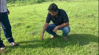 Zero till dhaincha Sesbania spp germination on grass bed a low cost green manure Purulia India [upl. by Jarrow451]