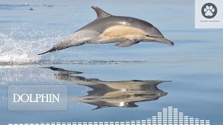 Dolphin sound Unusual dolphin noises  Natural dolphin sounds  Dolphin call [upl. by Navad462]