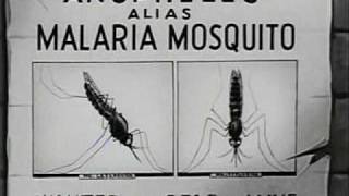 How Malaria is Transmitted 1943 [upl. by Notxarb]